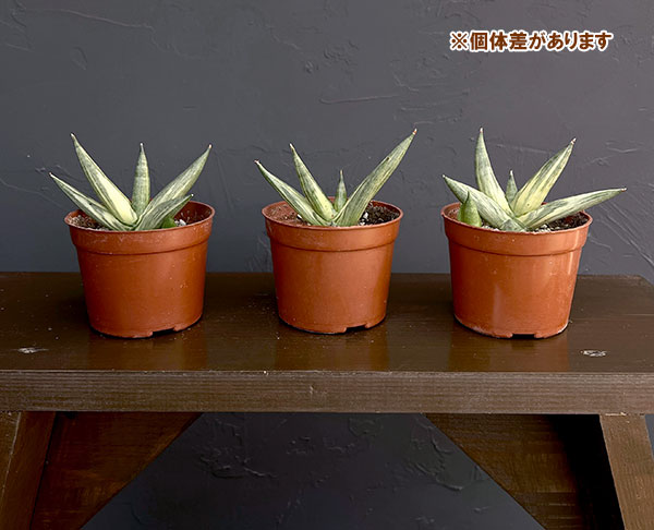 サンセベリア：ユキオンナ　3号鉢植え
