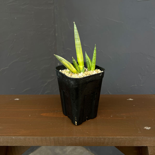 サンセベリア:ボンセレンシス スノーホワイト 3.5号鉢植え26-02