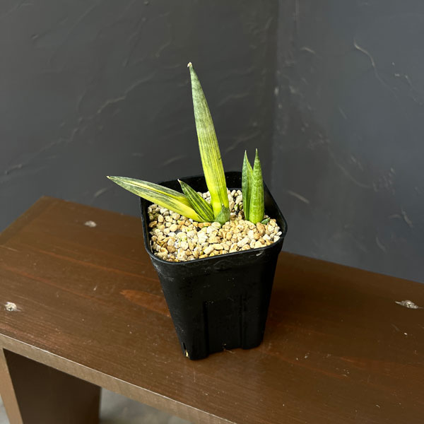 サンセベリア:ボンセレンシス スノーホワイト 3.5号鉢植え26-02