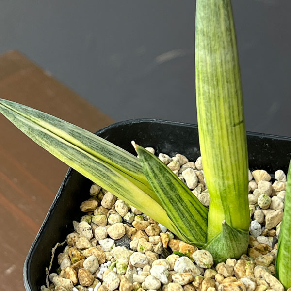 サンセベリア:ボンセレンシス スノーホワイト 3.5号鉢植え26-02