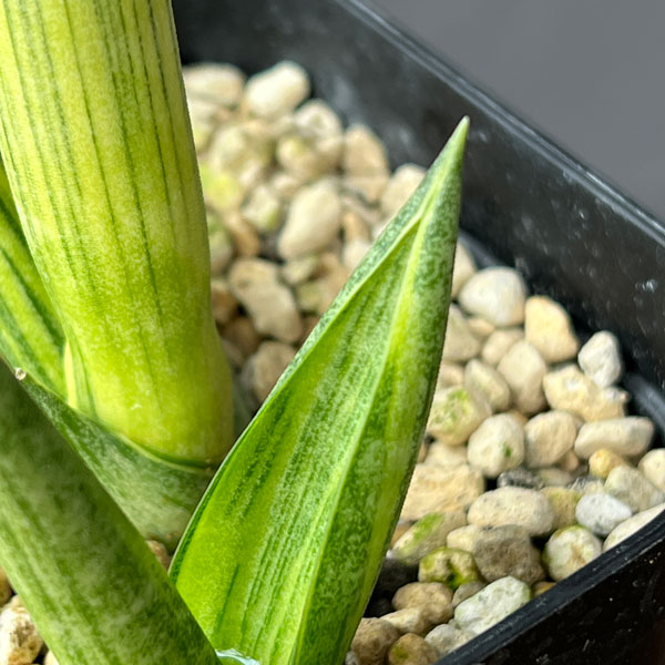 サンセベリア:ボンセレンシス スノーホワイト 3.5号鉢植え26-02