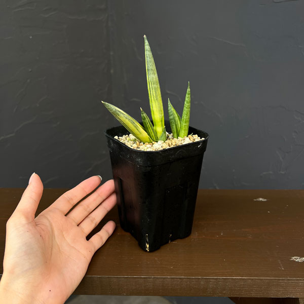 サンセベリア:ボンセレンシス スノーホワイト 3.5号鉢植え26-02