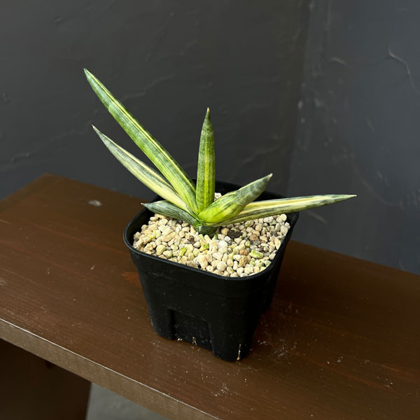 サンセベリア:ボンセレンシス スノーホワイト 3.5号鉢植え26-03