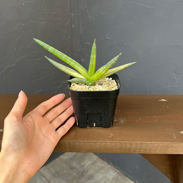 サンセベリア:ボンセレンシス スノーホワイト 3.5号鉢植え26-03