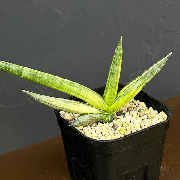 サンセベリア:ボンセレンシス スノーホワイト 3.5号鉢植え26-03