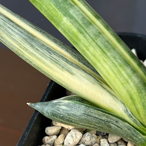 サンセベリア:ボンセレンシス スノーホワイト 3.5号鉢植え26-03