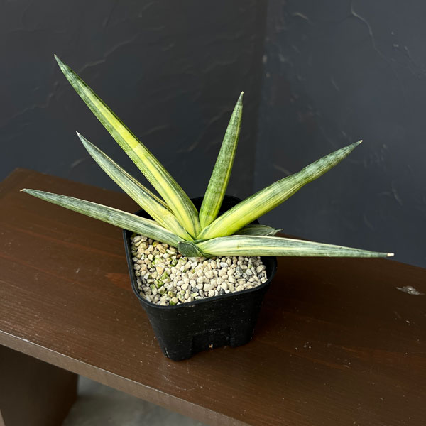 サンセベリア:ボンセレンシス スノーホワイト 3.5号鉢植え26-04