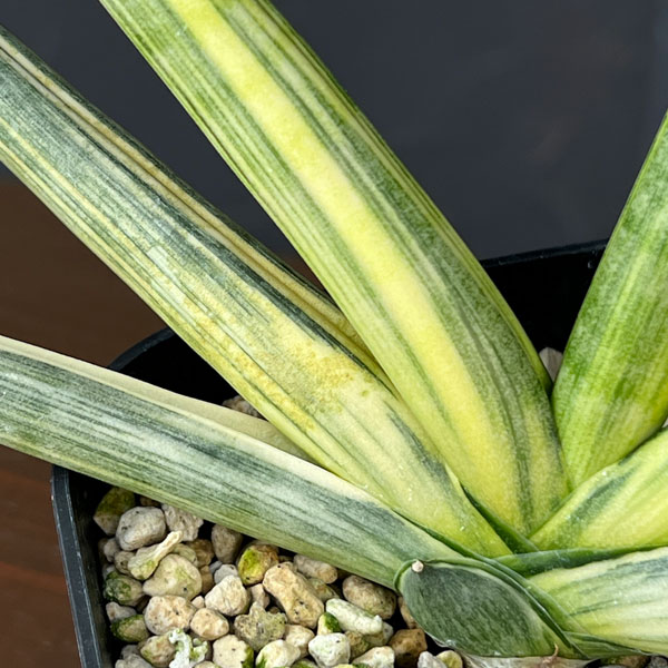 サンセベリア:ボンセレンシス スノーホワイト 3.5号鉢植え26-04