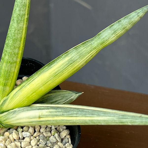 サンセベリア:ボンセレンシス スノーホワイト 3.5号鉢植え26-04