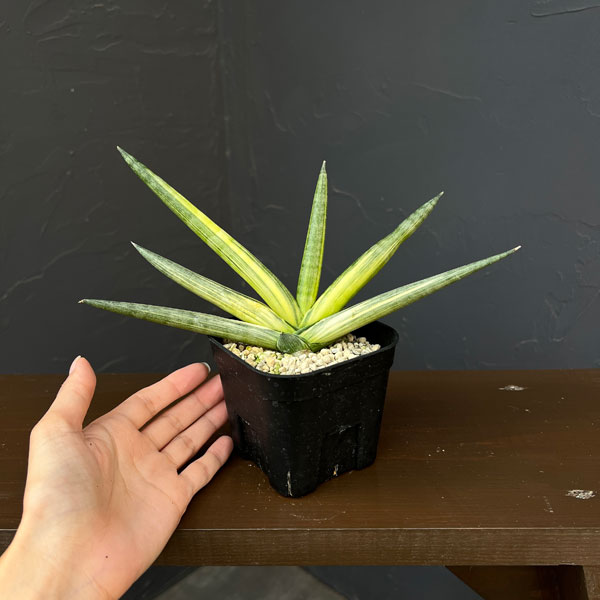 サンセベリア:ボンセレンシス スノーホワイト 3.5号鉢植え26-04