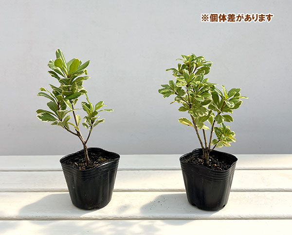 トベラ:ナナ 斑入り3号ポット