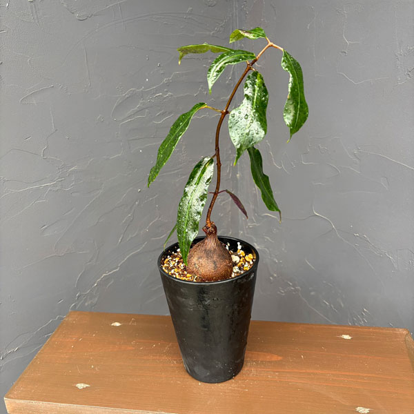 ペトペンチア:ナタレンシス 4号鉢植え*