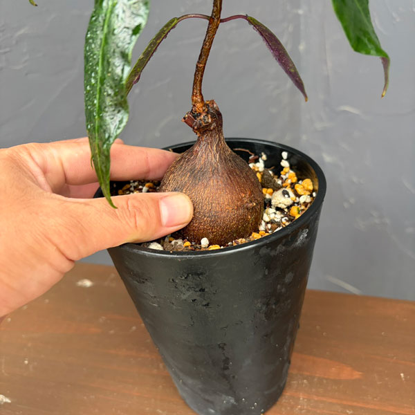ペトペンチア:ナタレンシス 4号鉢植え*
