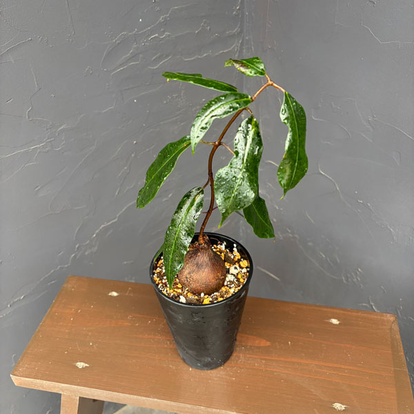 ペトペンチア:ナタレンシス 4号鉢植え*