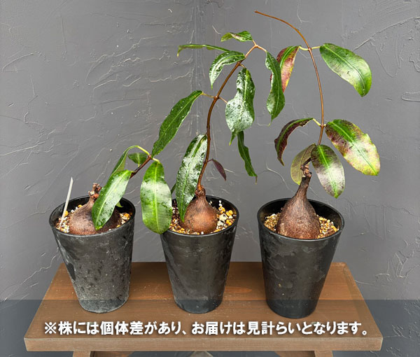 ペトペンチア:ナタレンシス 4号鉢植え*