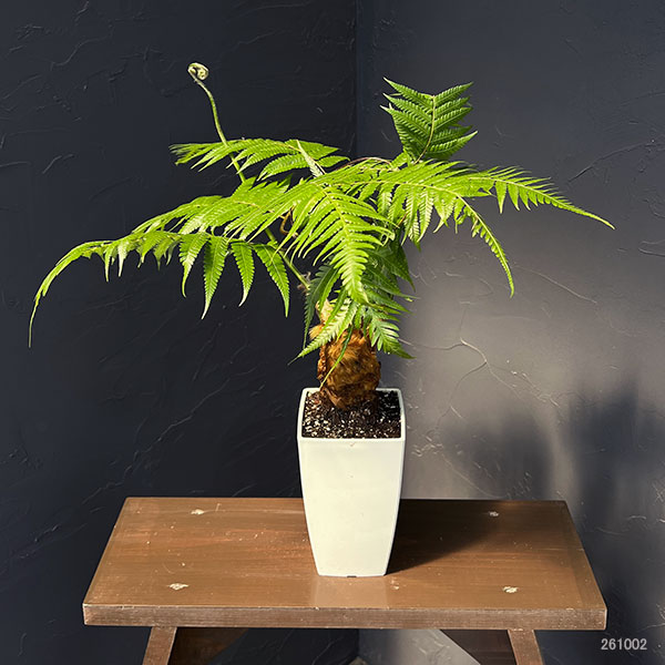 タカワラビ:キンモウコウ セレクト 4号鉢植え*