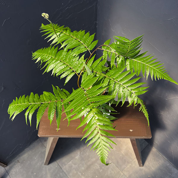 タカワラビ:キンモウコウ セレクト 4号鉢植え*