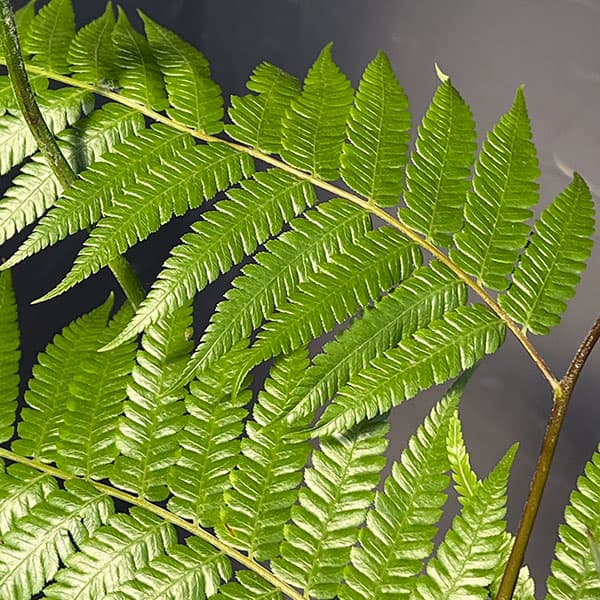 タカワラビ:キンモウコウ セレクト 4号鉢植え*