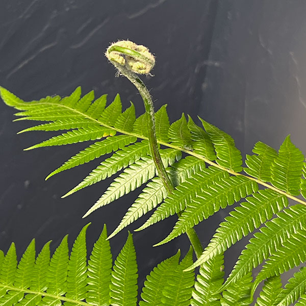 タカワラビ:キンモウコウ セレクト 4号鉢植え*