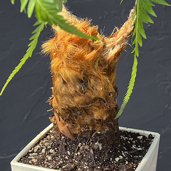 タカワラビ:キンモウコウ セレクト 4号鉢植え*