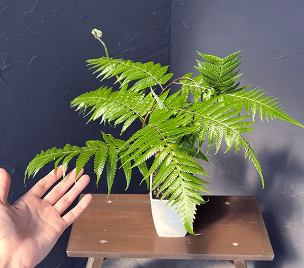 タカワラビ:キンモウコウ セレクト 4号鉢植え*
