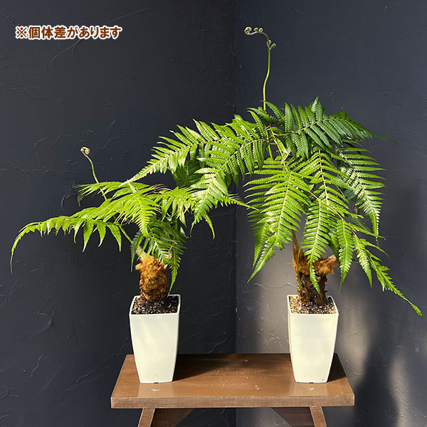 タカワラビ:キンモウコウ セレクト 4号鉢植え*