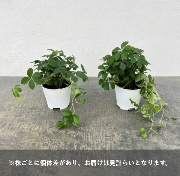 アクアテラポット用苗10.5サイズ：パセノシッサス シュガーバイン（苗のみ・器別売）