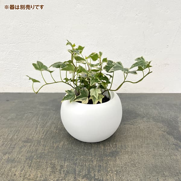 アクアテラポット用苗10.5サイズ:ヘデラ ヘリックス グレーシャー(苗のみ・器別売)