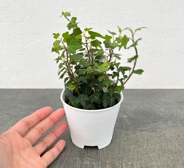 アクアテラポット用苗10.5サイズ:ヘデラ ヘリックス ダックフット(苗のみ・器別売)