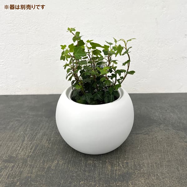 アクアテラポット用苗10.5サイズ:ヘデラ ヘリックス ダックフット(苗のみ・器別売)