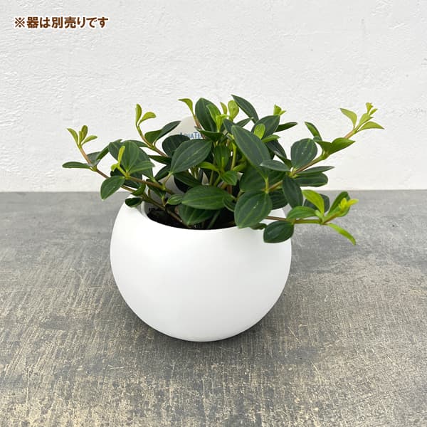 アクアテラポット用苗10.5サイズ:ペペロミア ココメロ(苗のみ・器別売)
