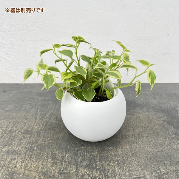 アクアテラポット用苗10.5サイズ:ペペロミア セルペンス(苗のみ・器別売)