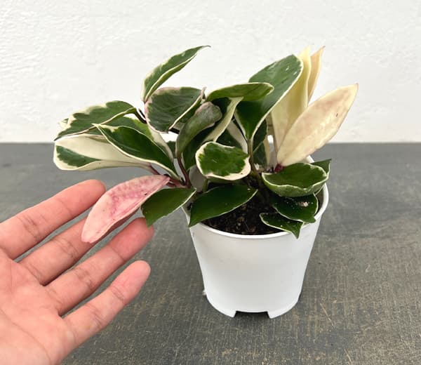 アクアテラポット用苗10.5サイズ:ホヤ カルノーサ バリエガータ(苗のみ・器別売)