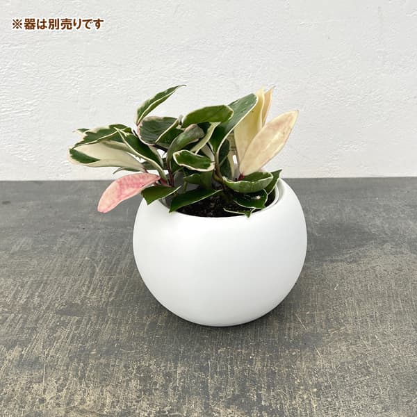 アクアテラポット用苗10.5サイズ:ホヤ カルノーサ バリエガータ(苗のみ・器別売)