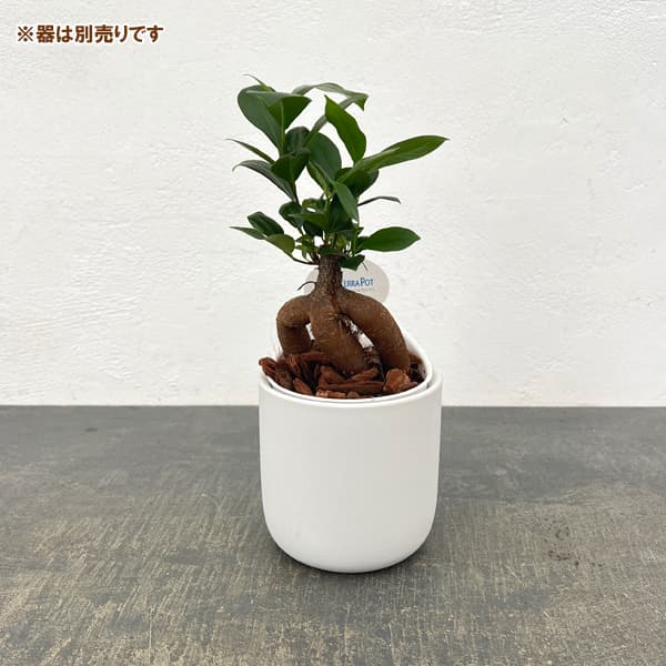 アクアテラポット用苗10.5サイズ:ガジュマル(苗のみ・器別売)