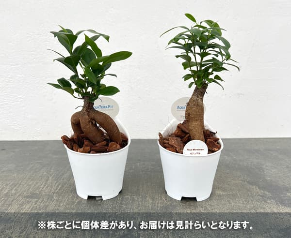 アクアテラポット用苗10.5サイズ:ガジュマル(苗のみ・器別売)