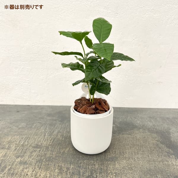 アクアテラポット用苗10.5サイズ:コーヒーの木(苗のみ・器別売)