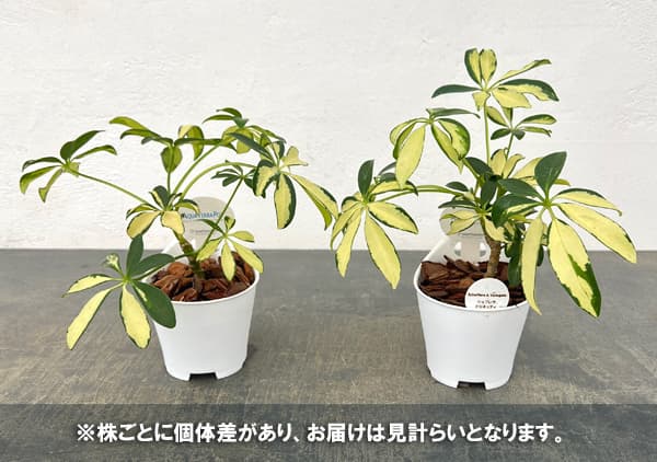 アクアテラポット用苗10.5サイズ:シェフレラ(斑入り)(苗のみ・器別売)