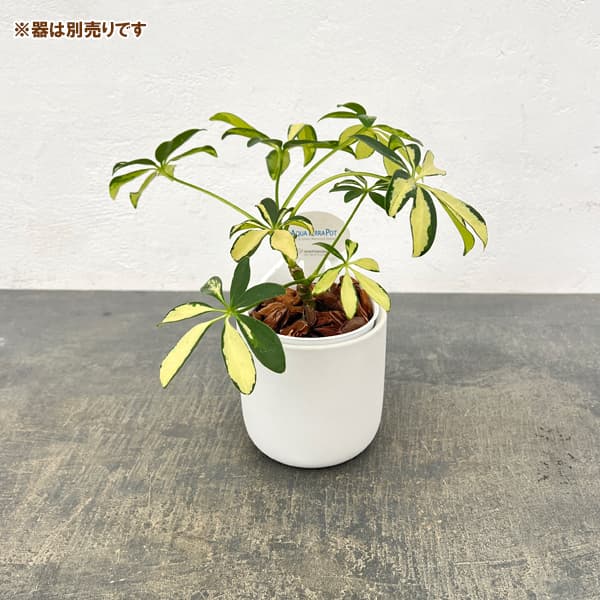 アクアテラポット用苗10.5サイズ:シェフレラ(斑入り)(苗のみ・器別売)