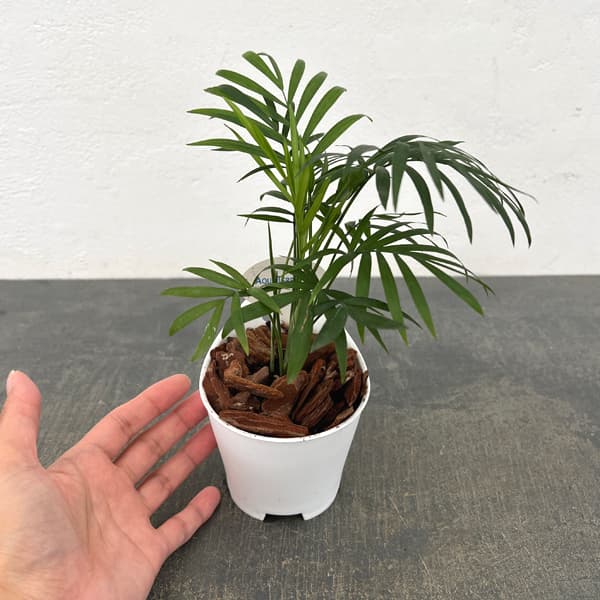 アクアテラポット用苗10.5サイズ:テーブルヤシ(苗のみ・器別売)