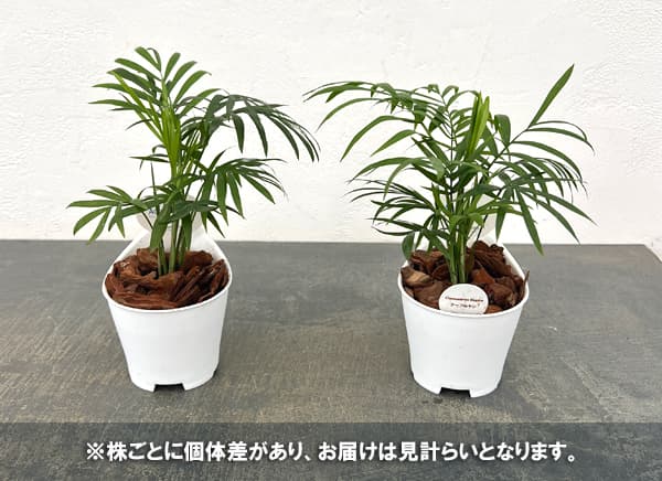 アクアテラポット用苗10.5サイズ:テーブルヤシ(苗のみ・器別売)