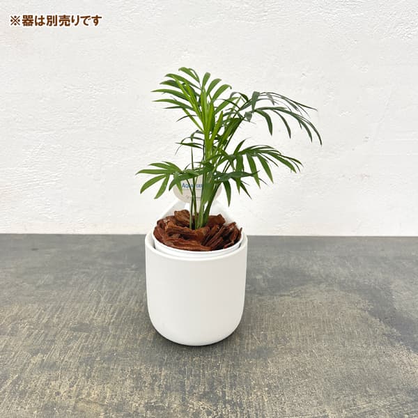 アクアテラポット用苗10.5サイズ:テーブルヤシ(苗のみ・器別売)