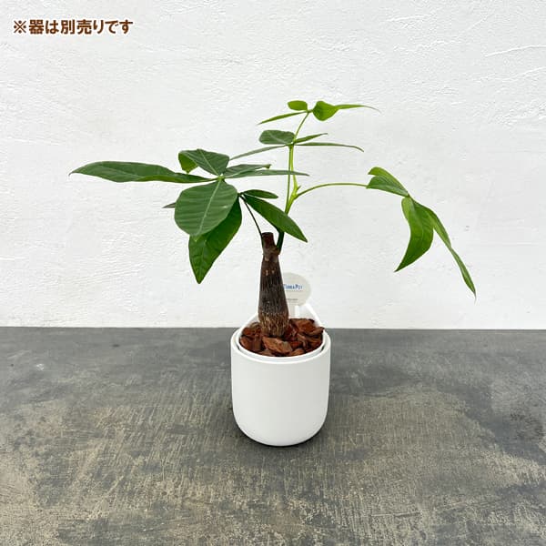 アクアテラポット用苗10.5サイズ:パキラ グラブラ(苗のみ・器別売)