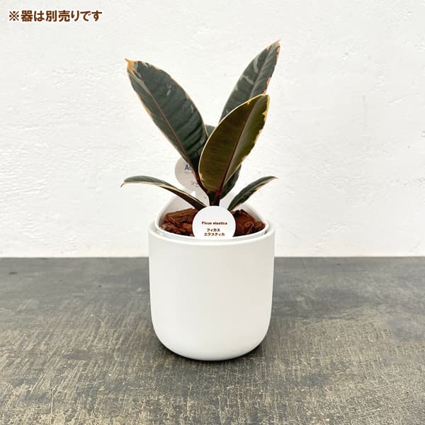 アクアテラポット用苗10.5サイズ:フィカス エラスティカ ルビー(苗のみ・器別売)