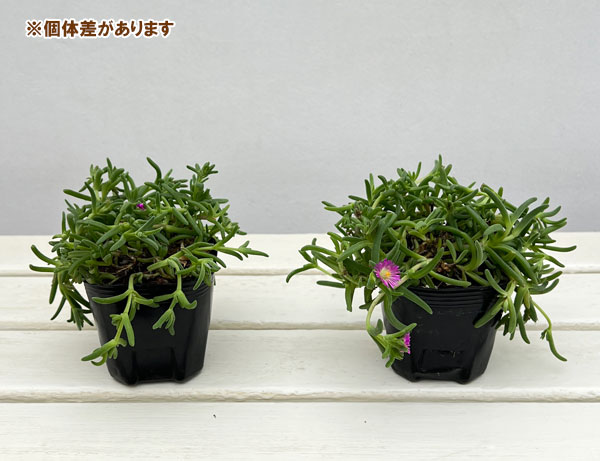 マツバギク:おひさま花火 サンドジェム パープル3号ポット