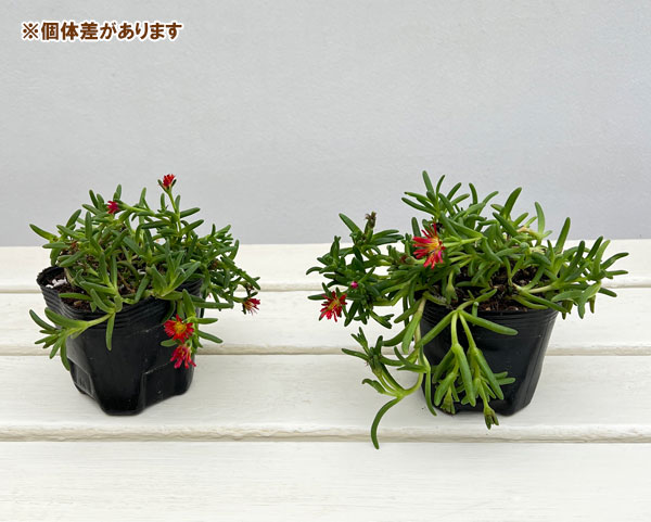 マツバギク:おひさま花火 サンドジェム スカーレット3号ポット