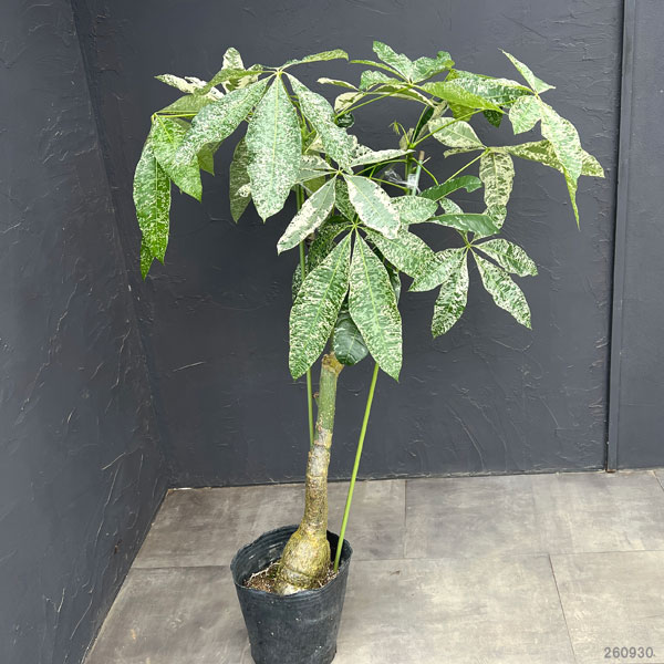 パキラ:グラブラ 斑入り 7号鉢植え26-02