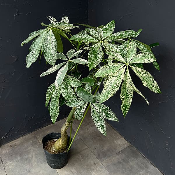 パキラ:グラブラ 斑入り 7号鉢植え26-02