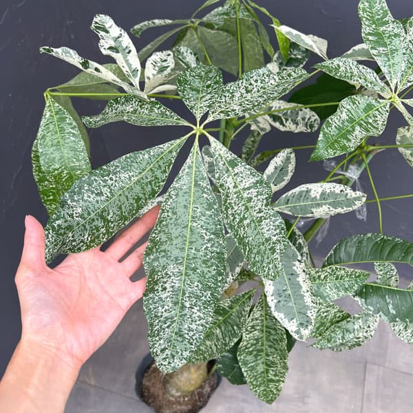 パキラ:グラブラ 斑入り 7号鉢植え26-02