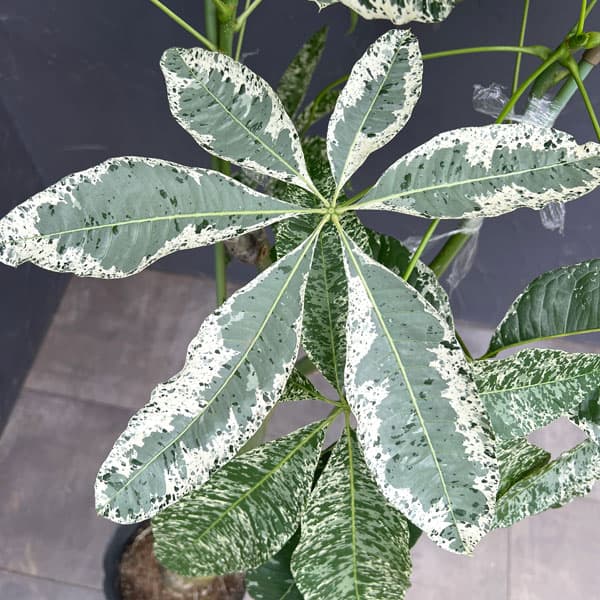パキラ:グラブラ 斑入り 7号鉢植え26-02